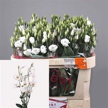 Eustoma Lisianthus Piccolo White