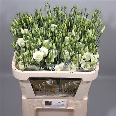 Eustoma Lisianthus Piccolo Green