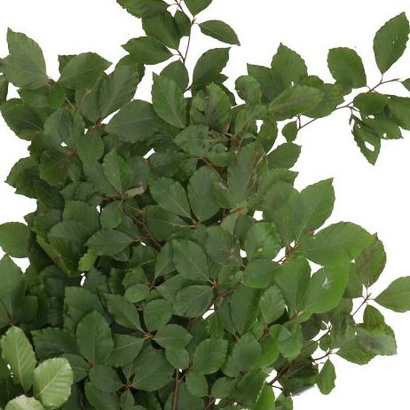 FAGUS