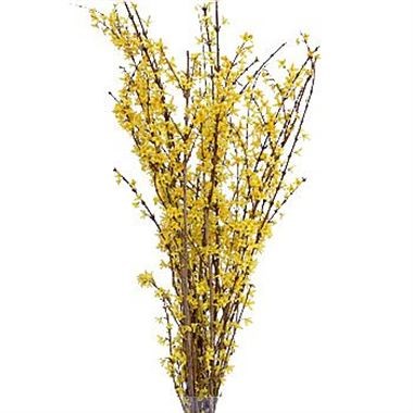 FORSYTHIA SPECTABILIS