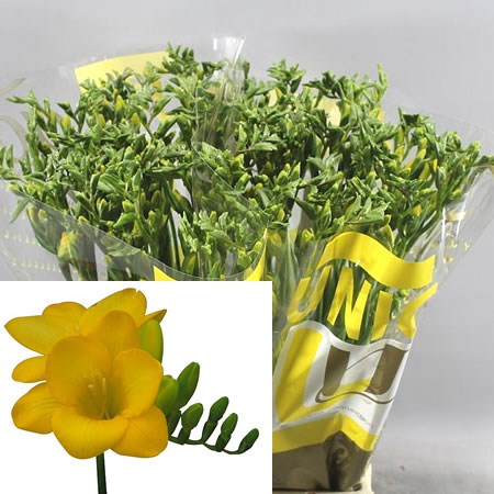 FREESIA ALADIN SINGLE