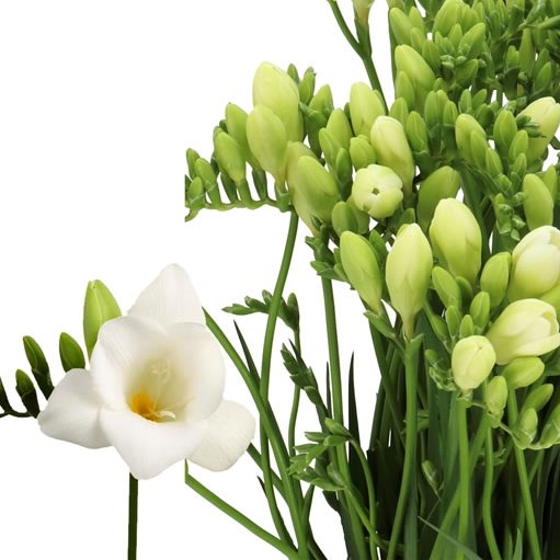 FREESIA ALBA RIVER SINGLE