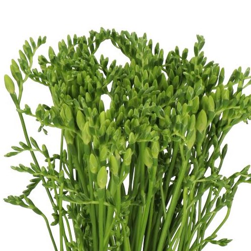FREESIA AVENUE