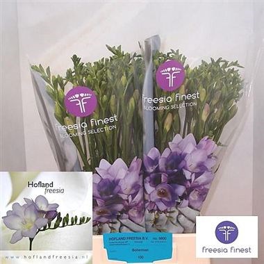 FREESIA BOHEMIAN SINGLE