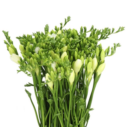 FREESIA DIAMOND RIVER SINGLE