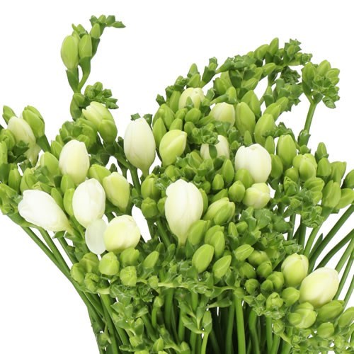 FREESIA DOUBLE ESSENCE