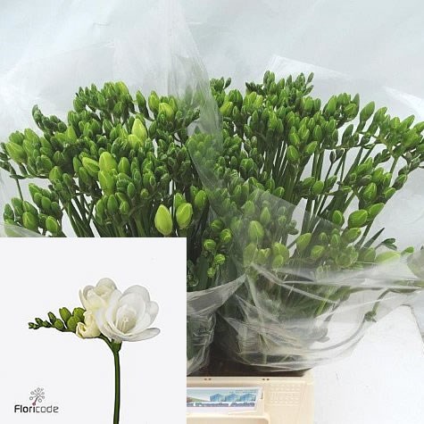 FREESIA DOUBLE ESSENCE