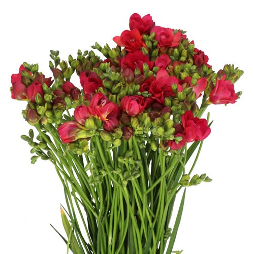 FREESIA DOUBLE EXPRESSION