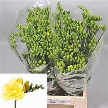FREESIA DOUBLE GRANDEUR