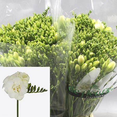 FREESIA DOUBLE MAESTRO