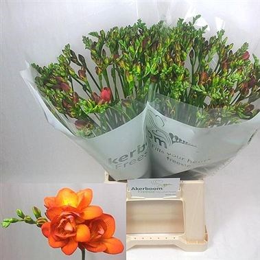 FREESIA DOUBLE MANDARINE