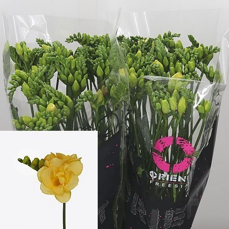 FREESIA DOUBLE MARSEILLE