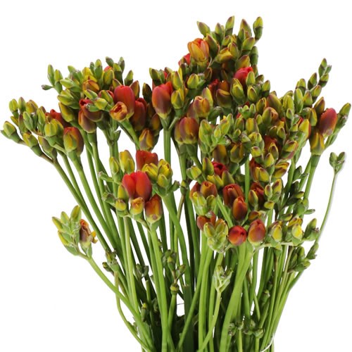 FREESIA DOUBLE ROMANTIC ORANGE