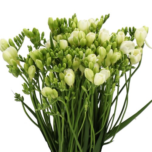 FREESIA DOUBLE STELVIO