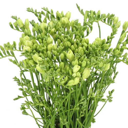FREESIA DOUBLE TIFFANY