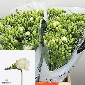 FREESIA DOUBLE VENTURA