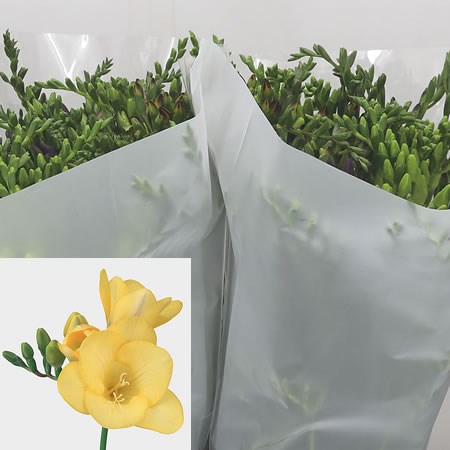 FREESIA GOLD RIVER SINGLE