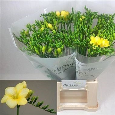 FREESIA MAYA SINGLE