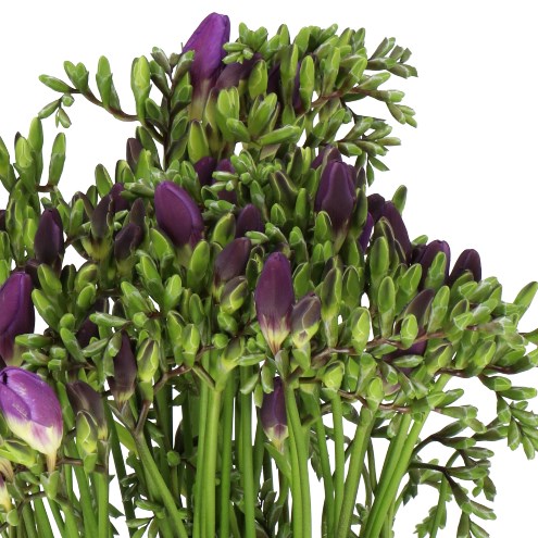 FREESIA MERCURIUS SINGLE