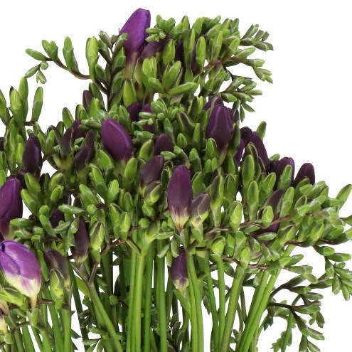 FREESIA MERCURIUS SINGLE