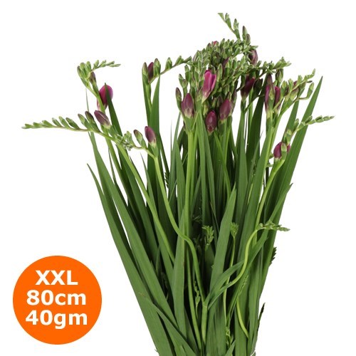 FREESIA ONE XXL PINK