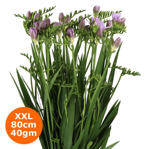 FREESIA ONE XXL PURPLE