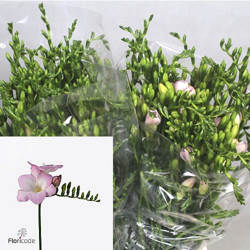 FREESIA ORION SINGLE