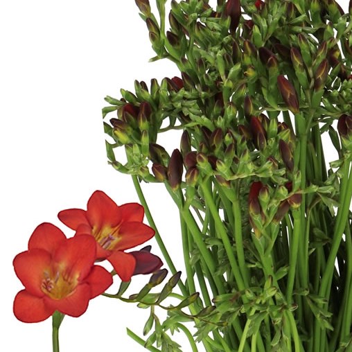 FREESIA RED BARON SINGLE