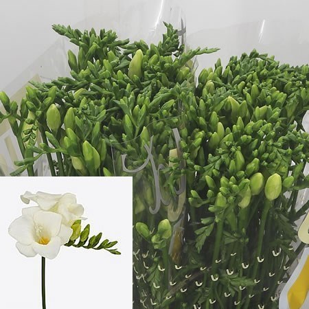 FREESIA SAN REMO SINGLE