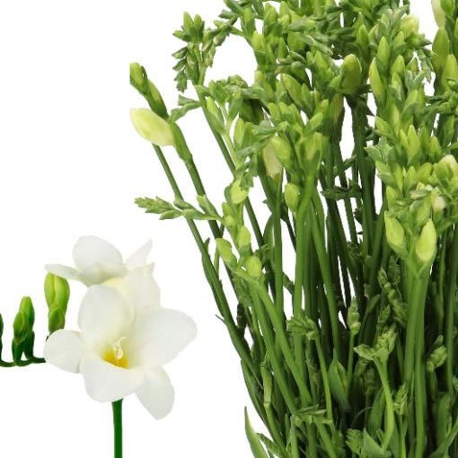 FREESIA SAN REMO SINGLE