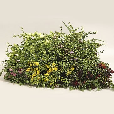 FREESIA SINGLE MIX
