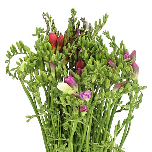 FREESIA VALENTINE MIX