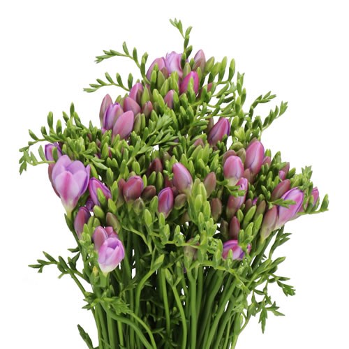FREESIA VERA SINGLE