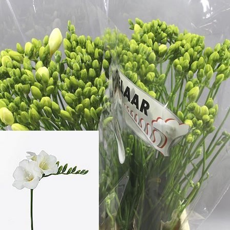 FREESIA WONDERFULL WHITE SINGLE