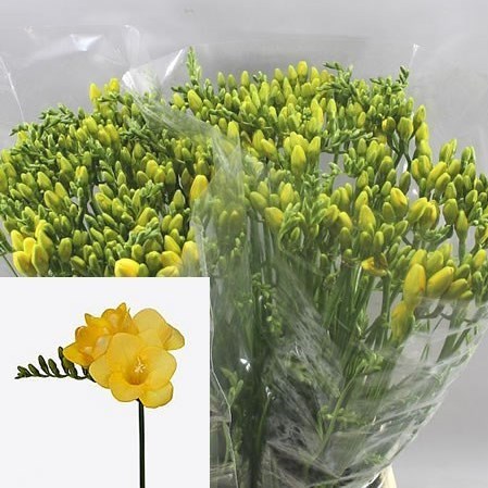 FREESIA YELENA SINGLE