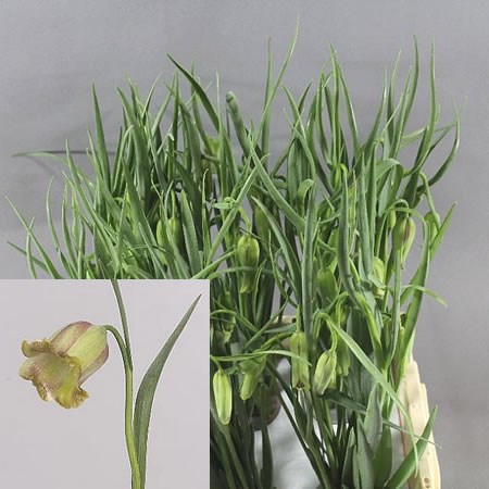 FRITILLARIA ACMOPETALA