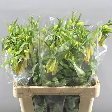 FRITILLARIA EARLY MAGIC