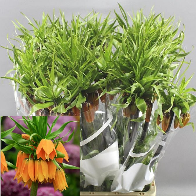 FRITILLARIA GARLAND STAR