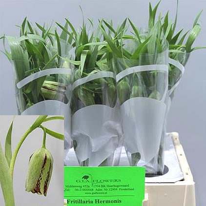 FRITILLARIA HERMONIS AMANA