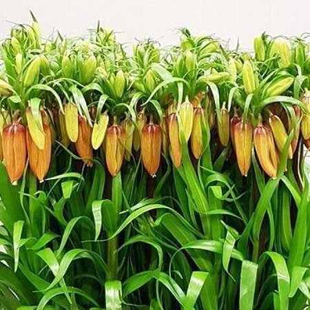 FRITILLARIA IMPERIAL ORANGE SWEET