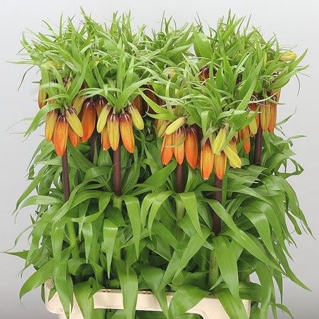 FRITILLARIA IMPERIALIS ORANGE BEAUTY
