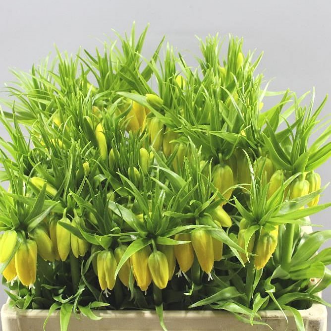 FRITILLARIA LUTEA