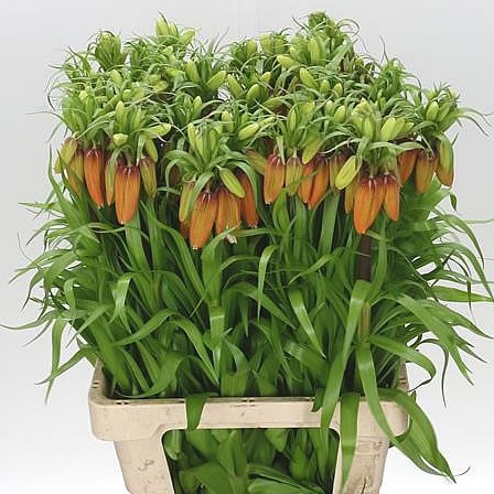 FRITILLARIA ORANGE SWEET