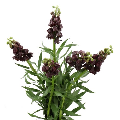 FRITILLARIA PURPLE DYNAMITE