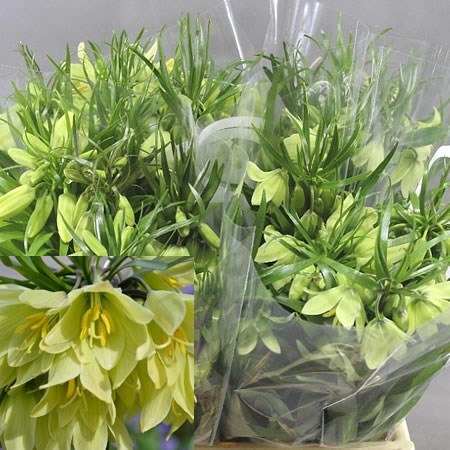FRITILLARIA RADEANA