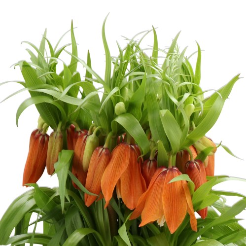 FRITILLARIA SUNRISE