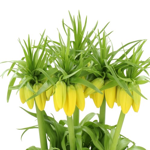 FRITILLARIA YELLOW BEAUTY