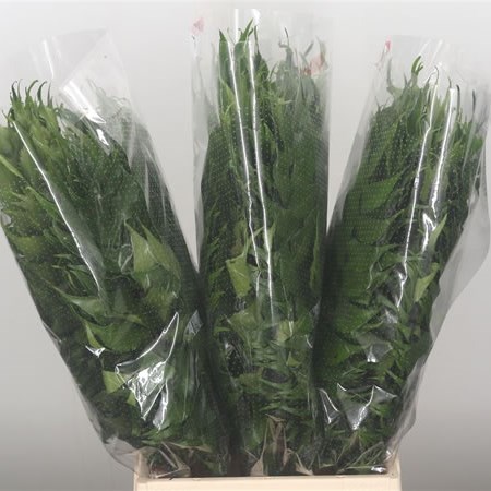 Felse Holly (Extra)