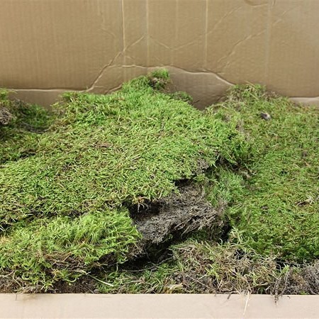 Flat Moss Dry - 2 kg