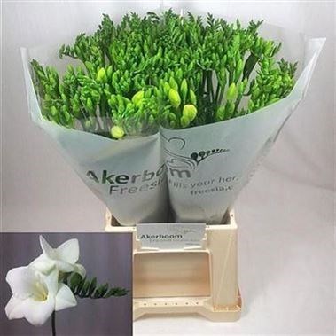 Freesia Alba River Single